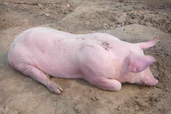 怎样诊别母猪是否怀孕?掌握这3个方法可轻松判断