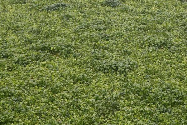 二甲四氯除草剂治啥草