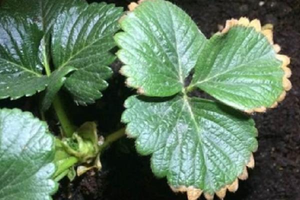 草莓喜欢什么肥料