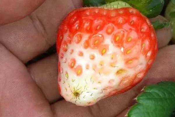 草莓喜欢什么肥料