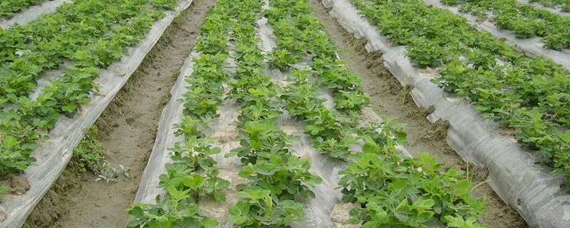 地膜花生的种植技术,种植时间为5月中旬