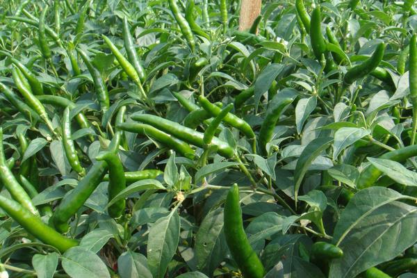 三月种植什么菜?南北方3月可种蔬菜,含技巧及注意事项