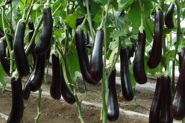 三月种植什么菜?南北方3月可种蔬菜,含技巧及注意事项