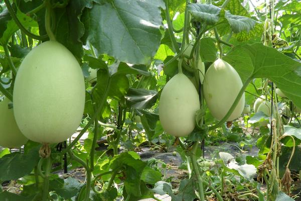 三月种植什么菜?南北方3月可种蔬菜,含技巧及注意事项