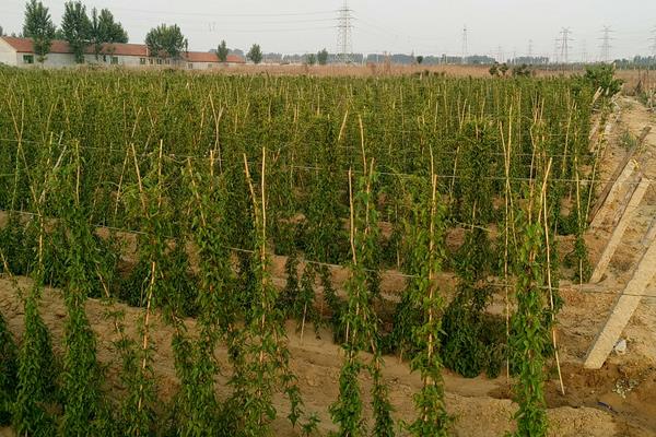 三月种植什么菜?南北方3月可种蔬菜,含技巧及注意事项