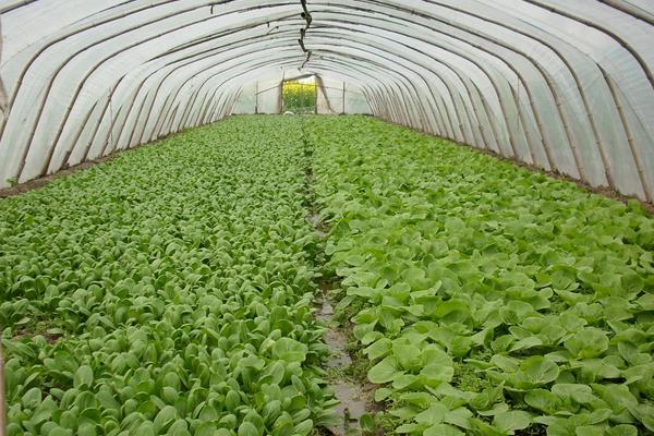 三月种植什么菜?南北方3月可种蔬菜,含技巧及注意事项