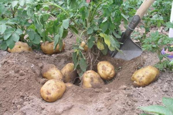 三月种植什么菜?南北方3月可种蔬菜,含技巧及注意事项