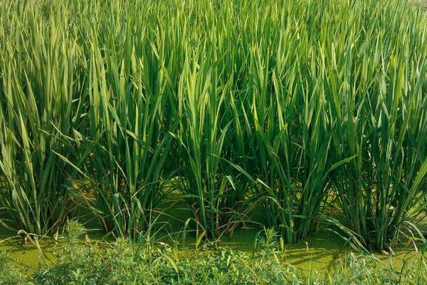 尿甲醛复合肥有何好处