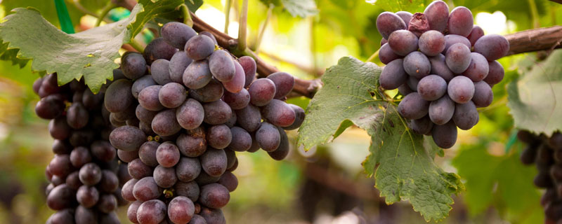 葡萄萌芽期施什么肥？及时追施氮肥和磷肥