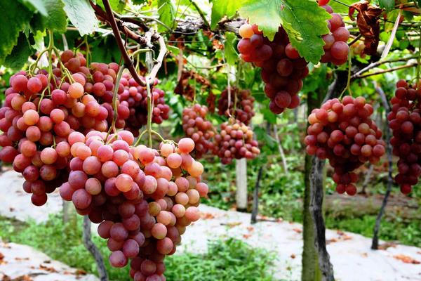 葡萄萌芽期施什么肥？