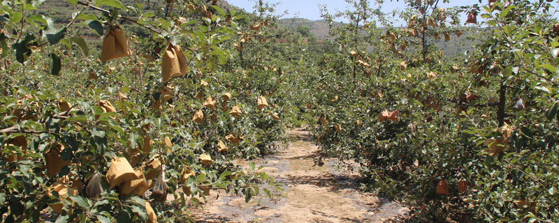 硝酸磷钾肥如何使用？附作用效果及特点