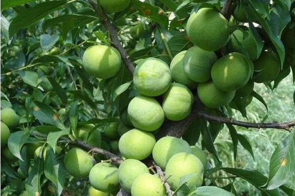 李子树苗哪里有卖?