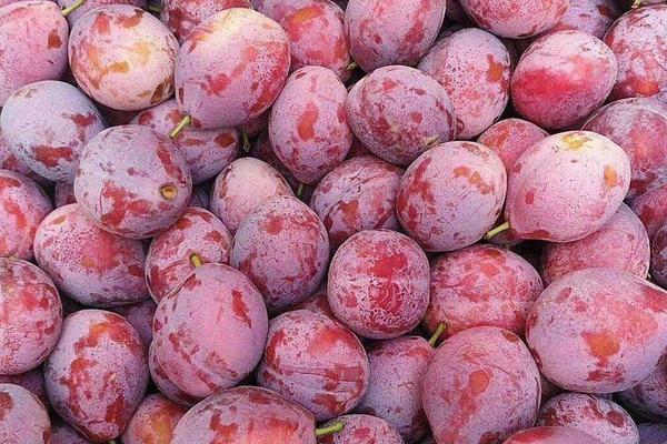 李子树苗哪里有卖?