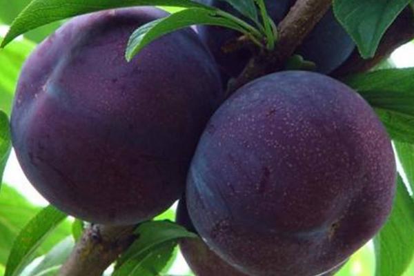 李子树苗哪里有卖?