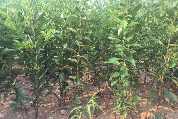 李子树苗哪里有卖?