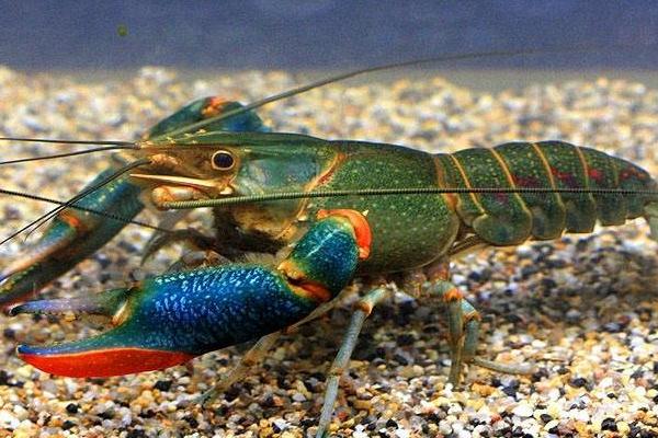 澳洲淡水龙虾陷阱