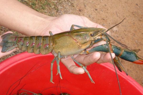 澳洲淡水龙虾陷阱