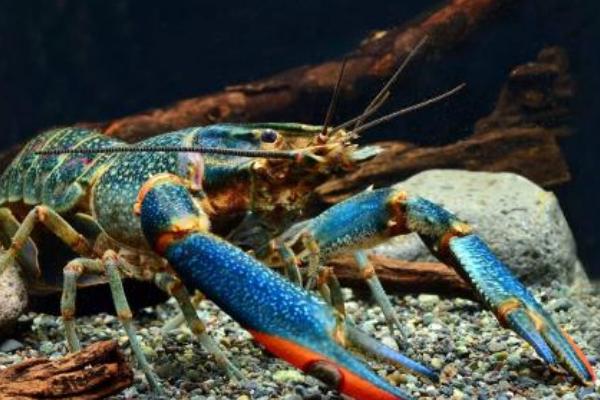 澳洲淡水龙虾陷阱