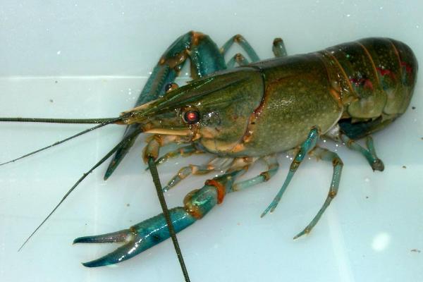 澳洲淡水龙虾陷阱