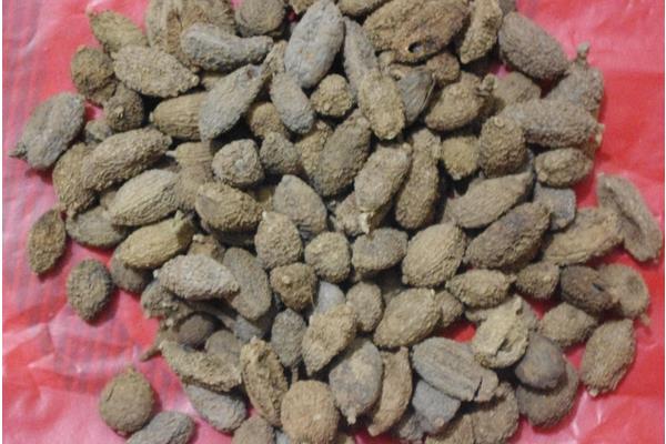 砂仁亩产量多少？亩产500至800公斤，收购价4元每斤