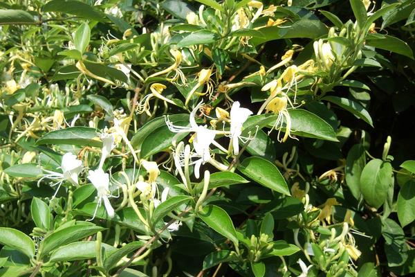 北花一号金银花亩产量,干花亩产量可达120至150公斤