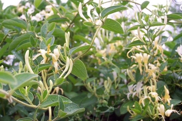 北花一号金银花亩产量,干花亩产量可达120至150公斤