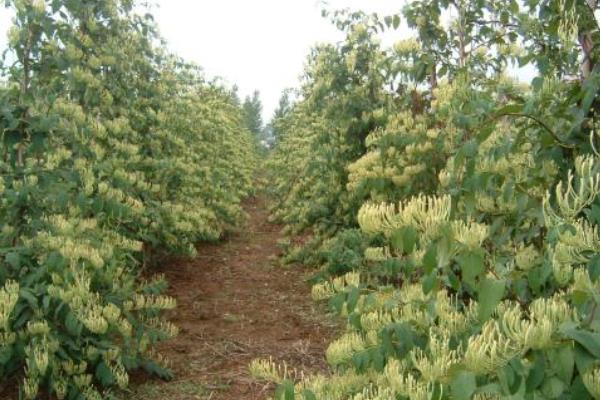 北花一号金银花亩产量,干花亩产量可达120至150公斤