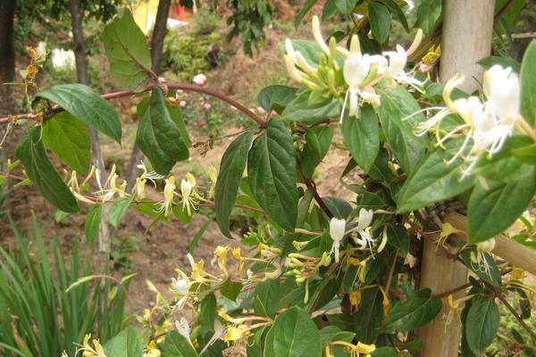 北花一号金银花亩产量,干花亩产量可达120至150公斤