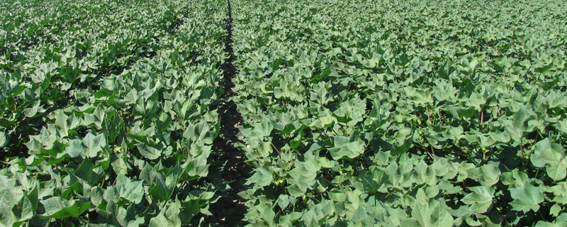 海藻精的作用和功效，对作物土壤及肥料有较好效果