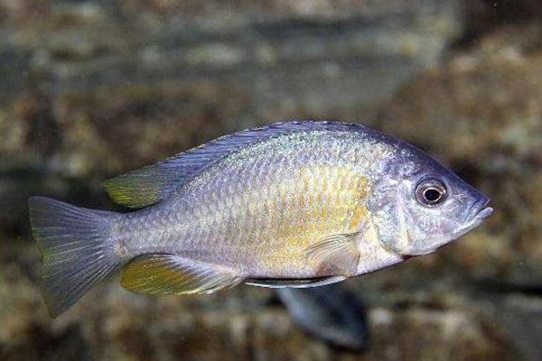 养鲥鱼挣钱吗?对养殖技术要求高,利润高风险也高