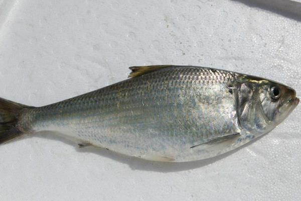 养鲥鱼挣钱吗?对养殖技术要求高,利润高风险也高