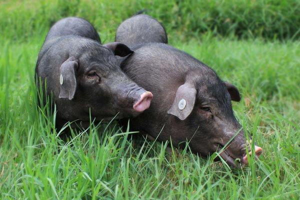 土猪怎么打开销路？提高自身竞争力，与用户或收购商签合同