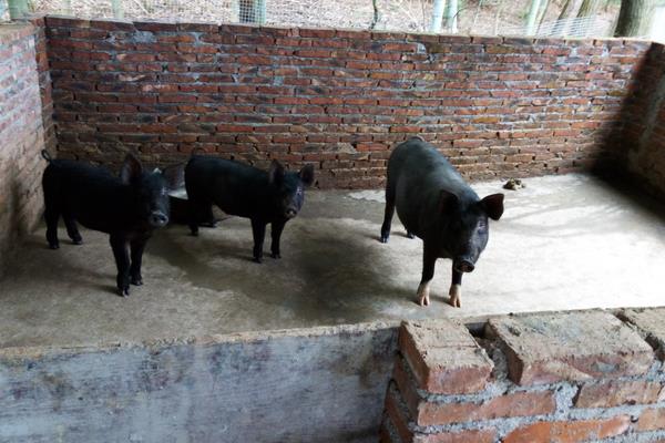 土猪怎么打开销路?提高自身竞争力,与用户或收购商签合同