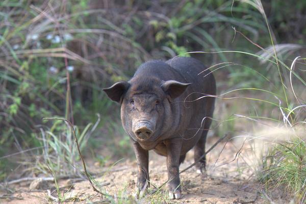 土猪怎么打开销路?提高自身竞争力,与用户或收购商签合同