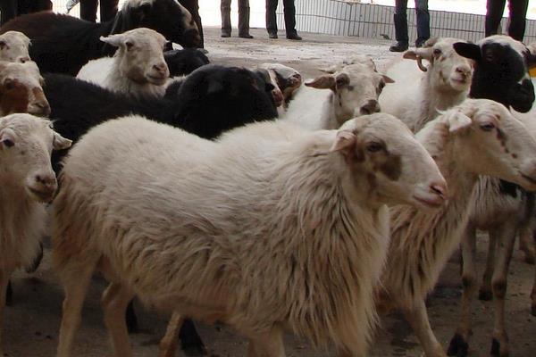 养乌骨羊挣钱吗?市场售价较贵,打开销路是成功的关键