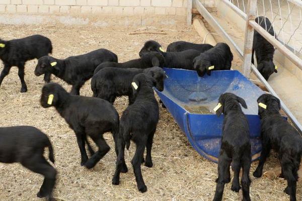 养乌骨羊挣钱吗?市场售价较贵,打开销路是成功的关键