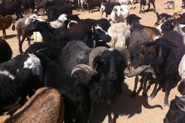 养乌骨羊挣钱吗?市场售价较贵,打开销路是成功的关键