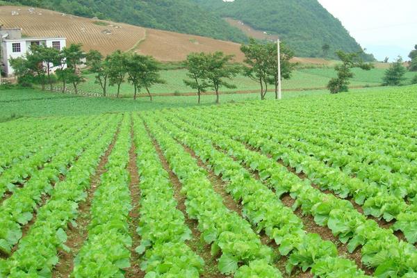 农村荒山种植什么赚钱?分享3个效益好的种植项目