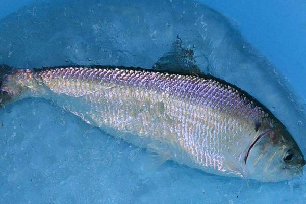 养鲥鱼挣钱吗?对养殖技术要求高,利润高风险也高