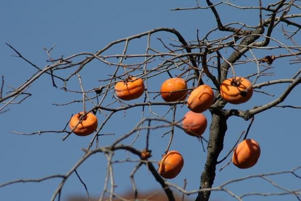 种柿子树寓意,象征吉祥喜庆,财运满满日子红红火火