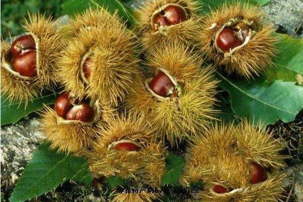 板栗种类有哪些?16种常见板栗品种介绍