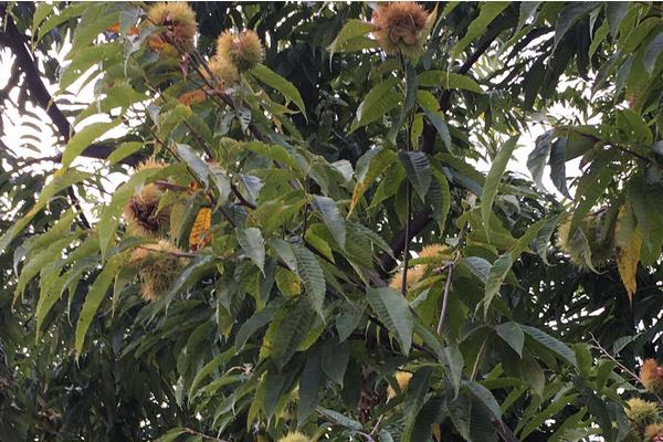 板栗种类有哪些?16种常见板栗品种介绍