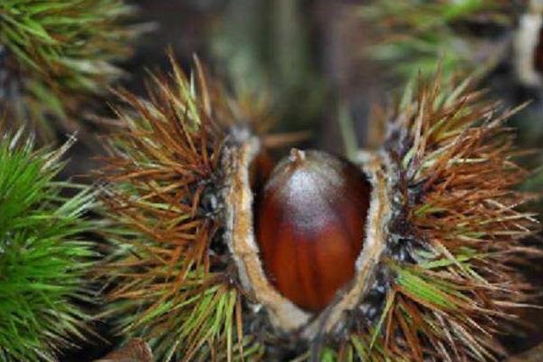 板栗种类有哪些?16种常见板栗品种介绍