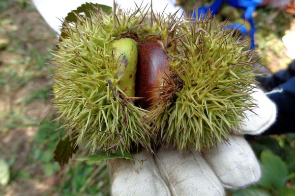 板栗种类有哪些?16种常见板栗品种介绍