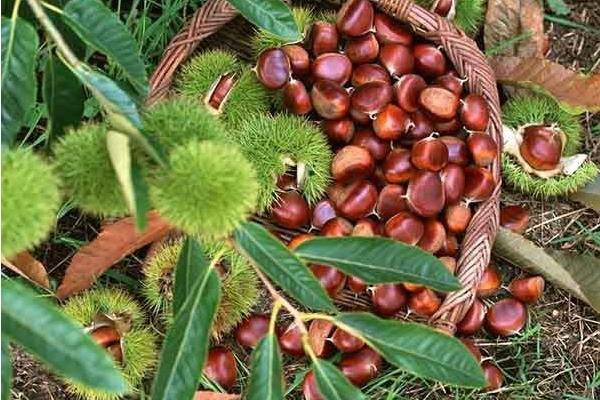 板栗种类有哪些?16种常见板栗品种介绍