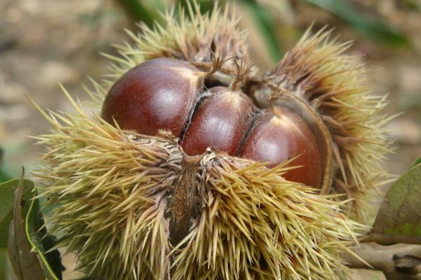 板栗种类有哪些?16种常见板栗品种介绍