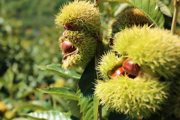 板栗种类有哪些?16种常见板栗品种介绍