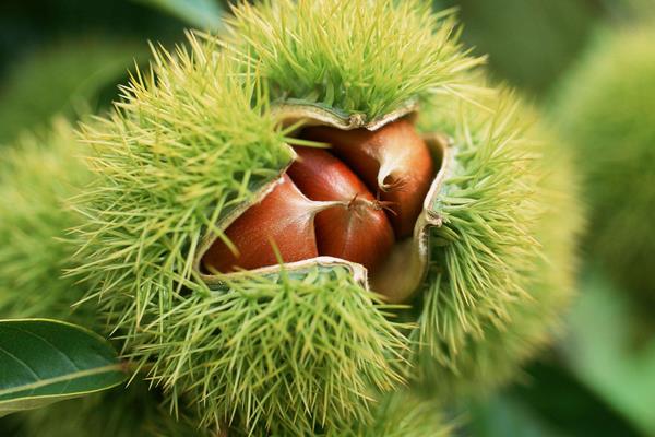 板栗种类有哪些?16种常见板栗品种介绍