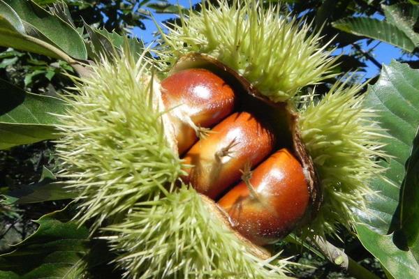 板栗种类有哪些?16种常见板栗品种介绍