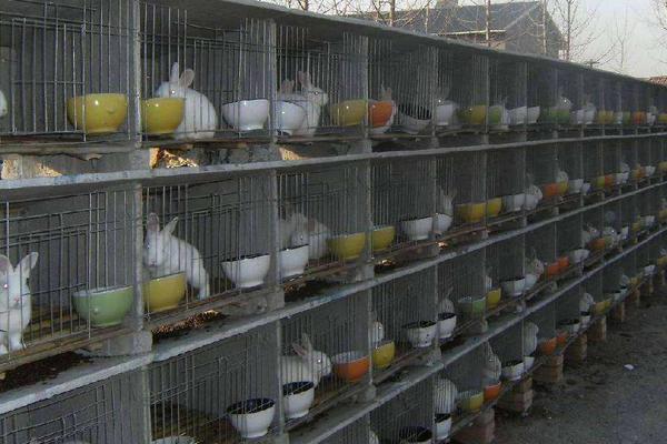 自制兔全价饲料配方,各年龄阶段饲料搭配需不同